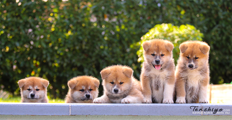 Les chiots à 6 semaines