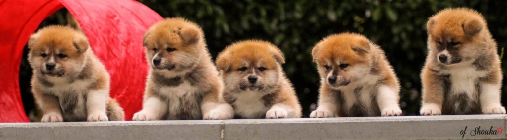 chiot-akita-inu