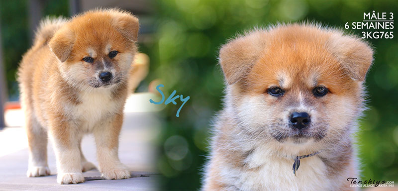 Semaine 4 | Akita inu élevage - Alsace Semaine 4 | Akita inu élevage - Alsace