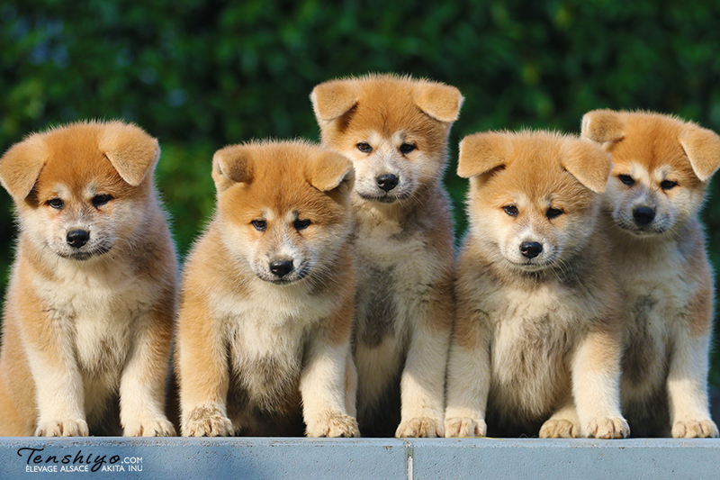 akita-inu-chiots-portée