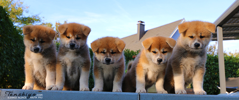 chiots-akita-inu-7-semaines