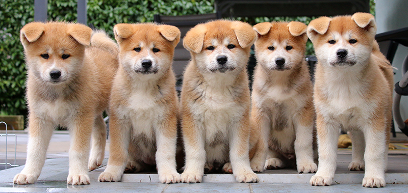 chiots-akita-inu-9-semaines-alsace