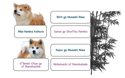 pedigree-junai-akita-alsace