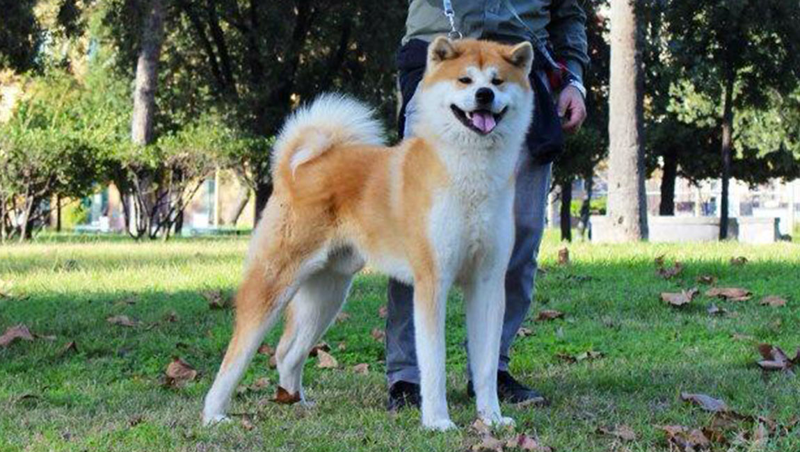 ♂ Kyodai | Akita inu élevage - Alsace