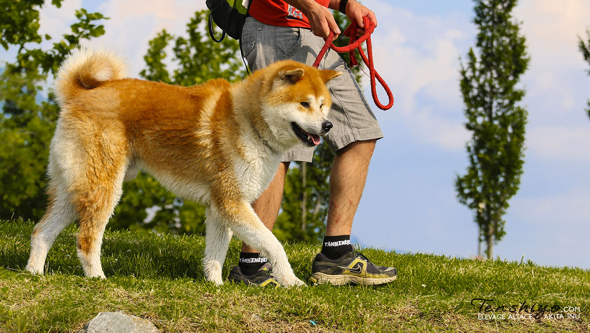 ♂ Kyodai | Akita inu élevage - Alsace