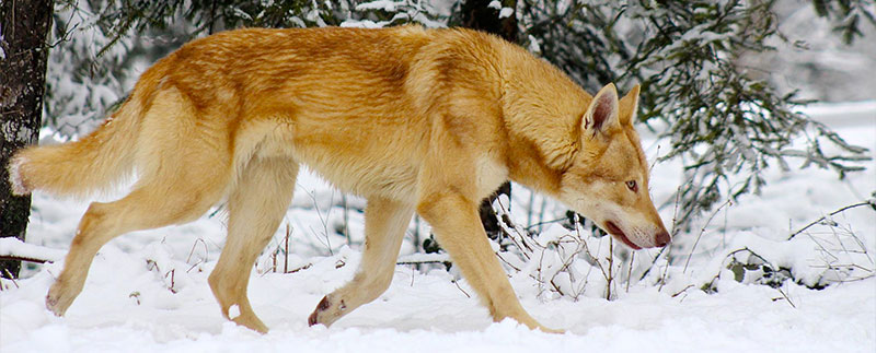 Standard | Akita inu élevage - Alsace Standard | Akita inu élevage - Alsace