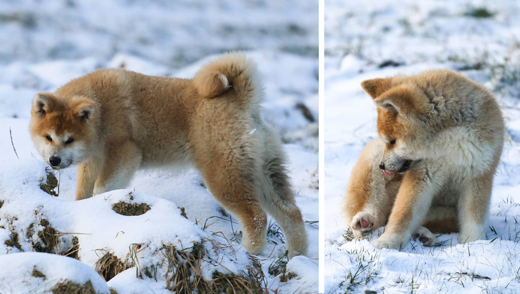 akita-neige