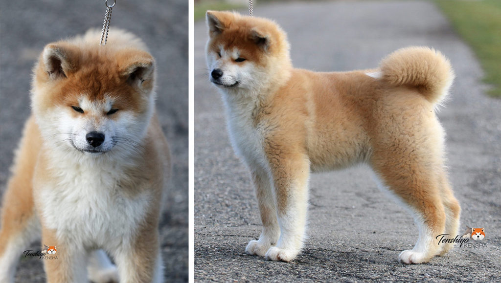 akita-rouge-type-suisse