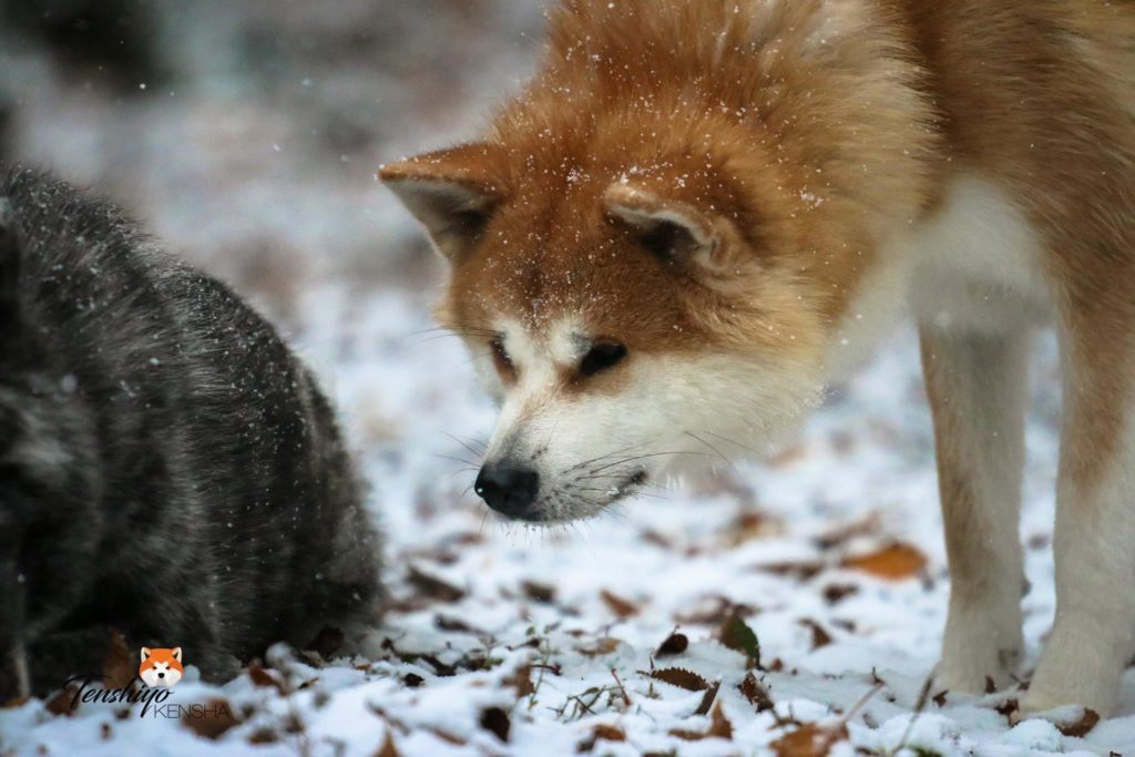 daiu-akita-neige-pickpocket-renard