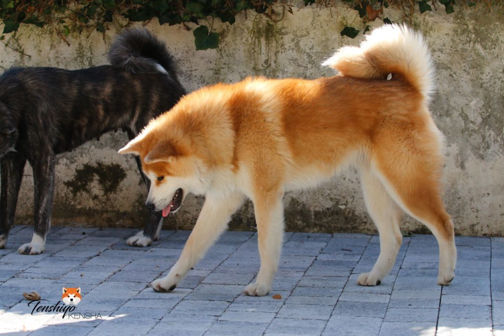 daiu-akita-shiba-rouge-suisse