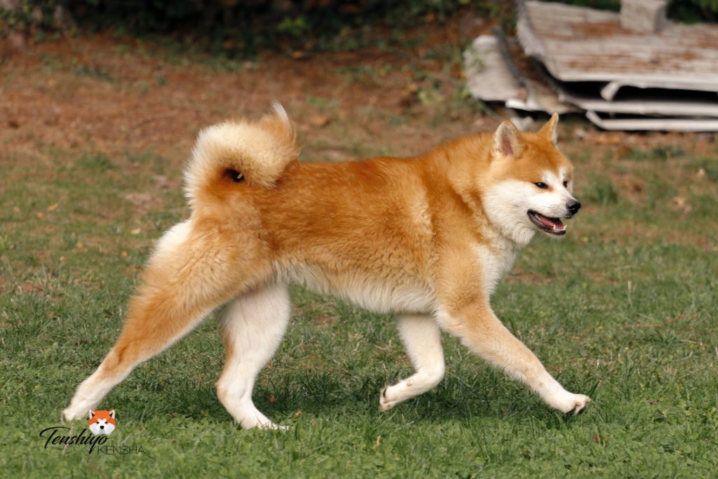 daiu-renard-suisse
