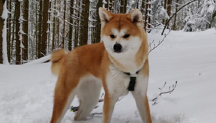 kameko-masevaux-foret-neige
