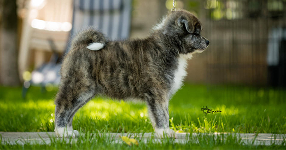 totoro-chiot
