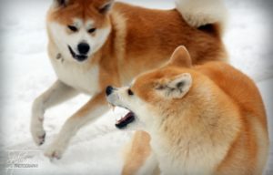 Éducation Canine et vidéos en ligne