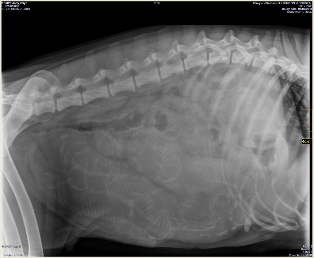 Radiographie-chienne-gestation
