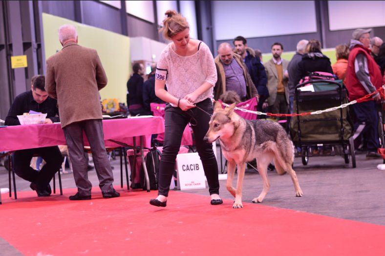 Résultats de lu0027exposition canine de Troyes u2013 Akita inu élevage 