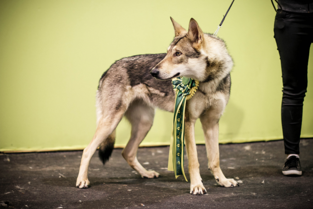 Résultats de lu0027exposition canine de Troyes u2013 Akita inu élevage 