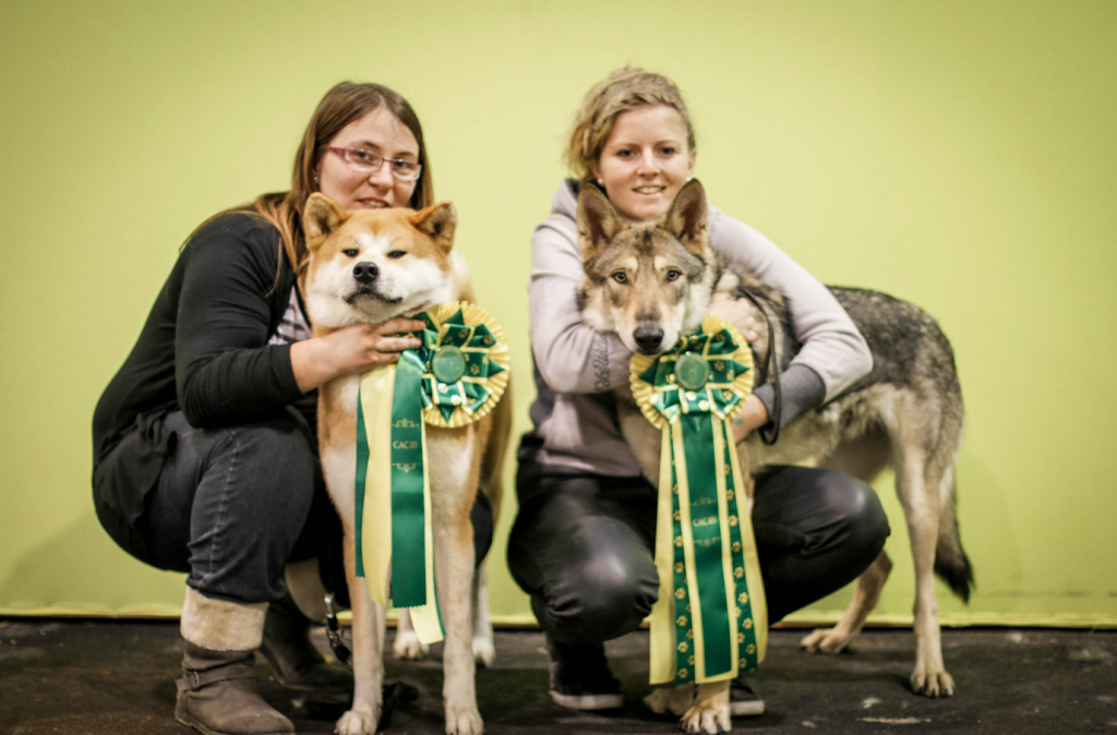 exposition-canin-troyes-2016-saarloos-akita