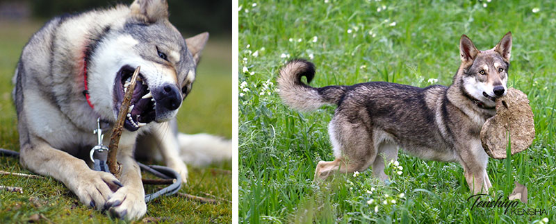 chien-loup-saarloos-mastiquer-betises