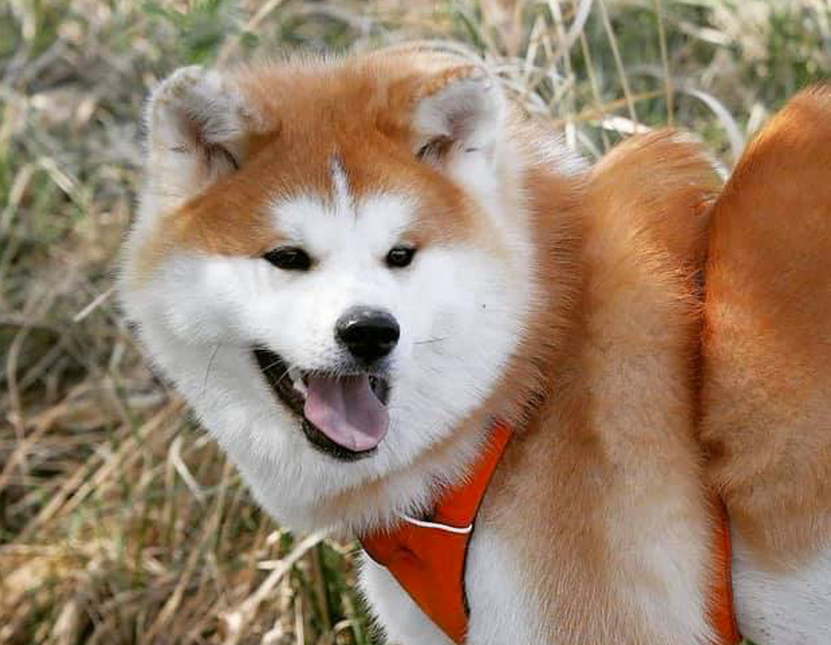 Inu To Kake Tsuki Scan Vf