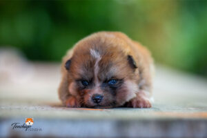 Des chiots disponibles