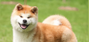 Tsuki, Shime et Kimchi : leur succès en expositions canines