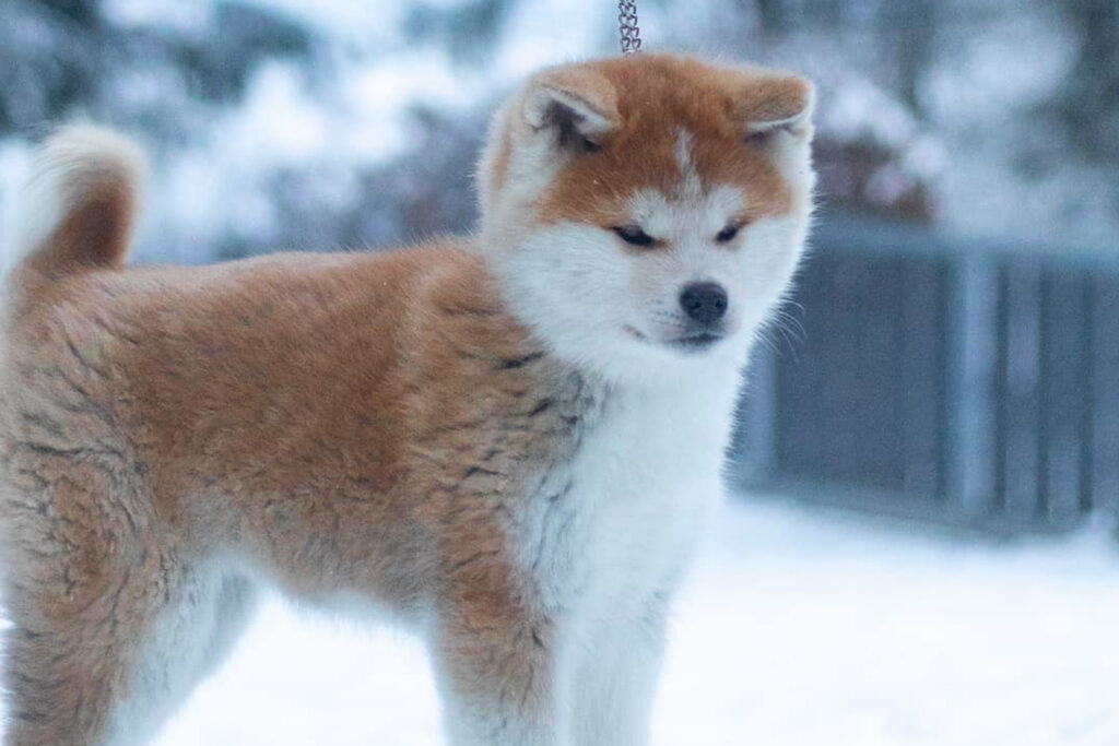 kimchi-akita-feminite-felin