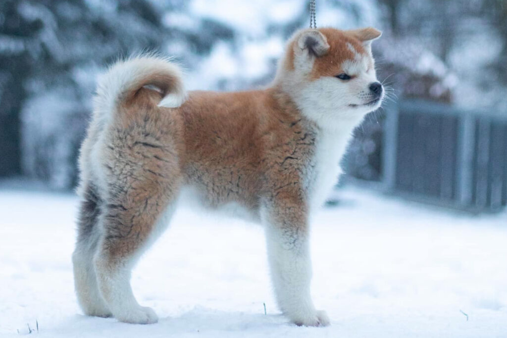 kimchi-chiot-akita-neige-statique