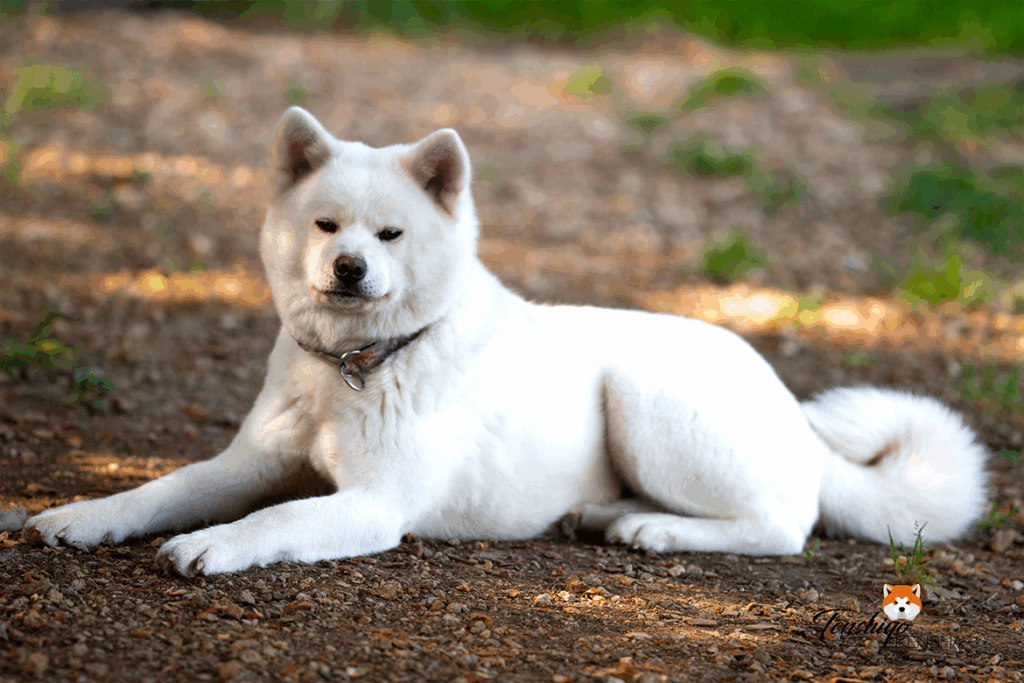 anzu-couchee-blanche