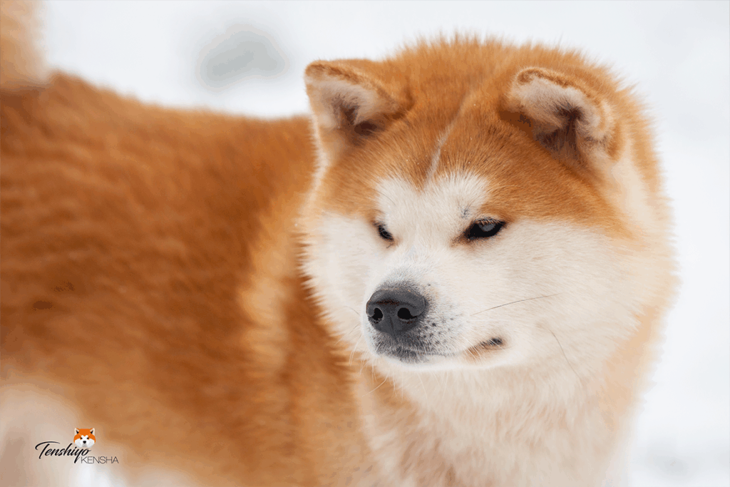 kimchi-akita-rousse