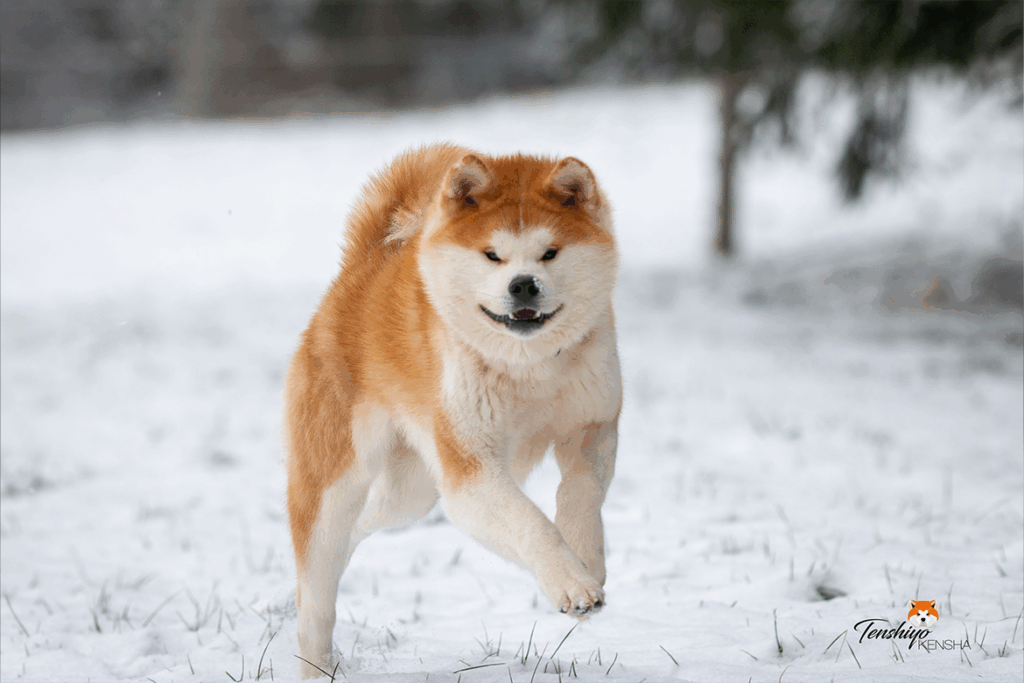 kimchi-neige