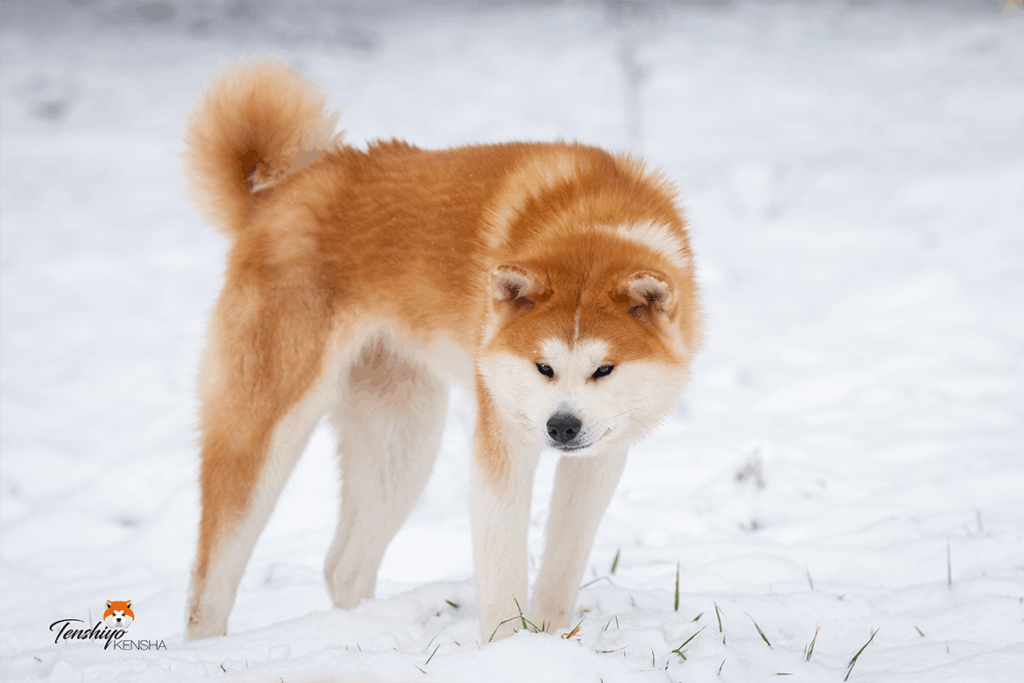 kimchi-pose-du-loup-neige