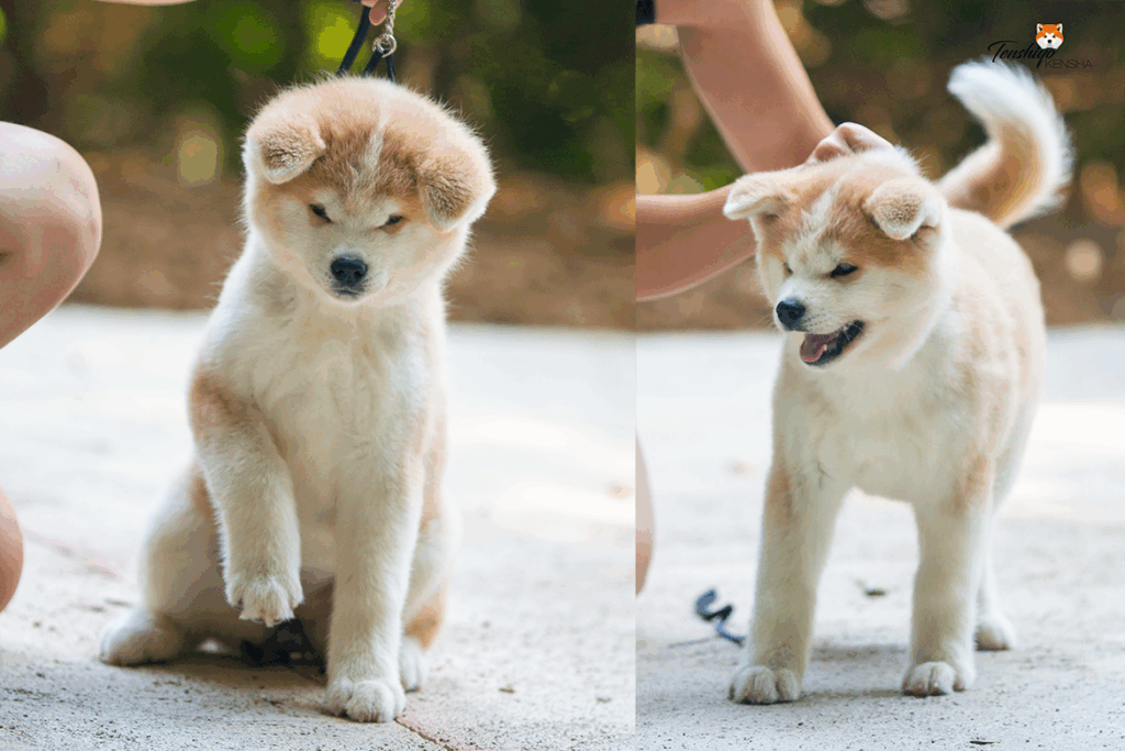 kinu-chiot-manon