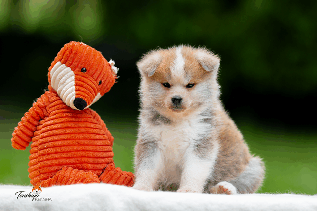 kinu-peluche-renard