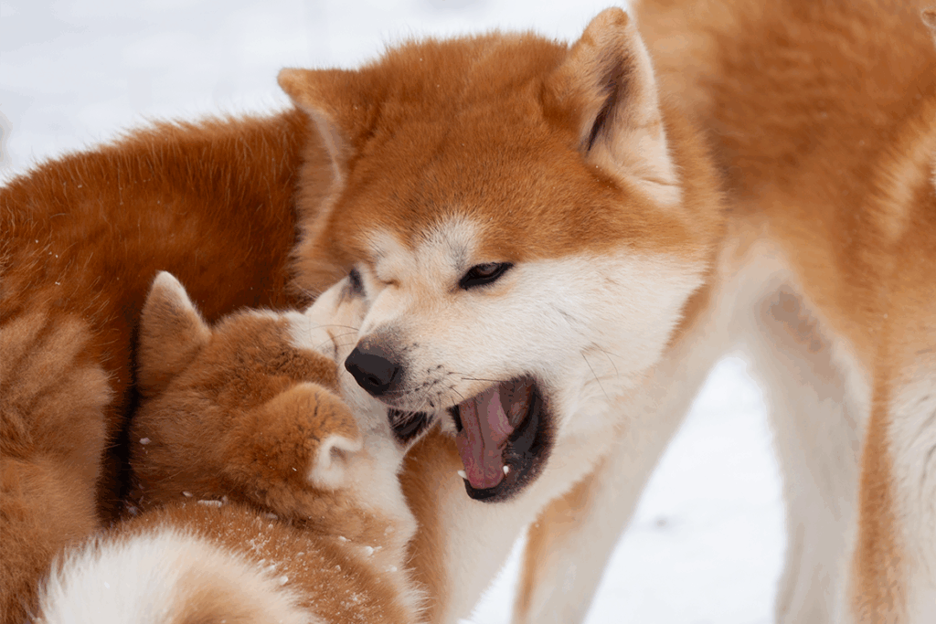 rei-wakumi-jeux-neige