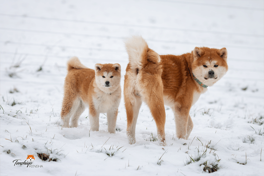 rei-wakumi-neige-daily-life