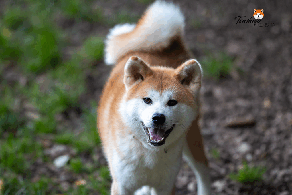 shibumi-portrait-sourire