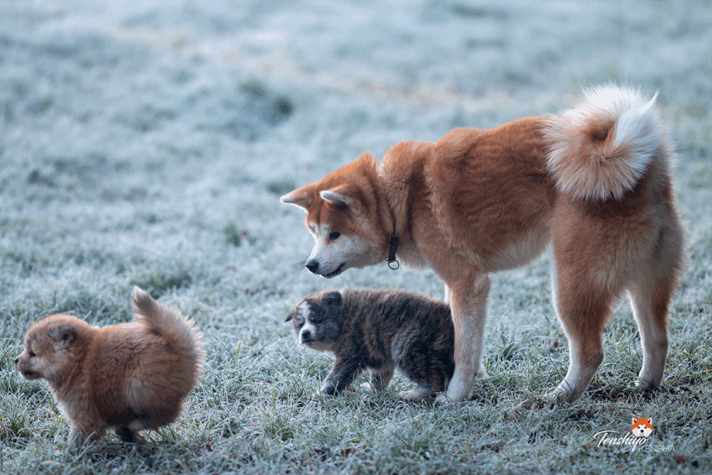 shime-avec-chiots
