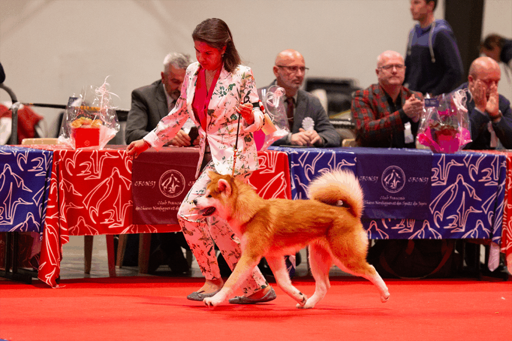 shime-ring-honneur