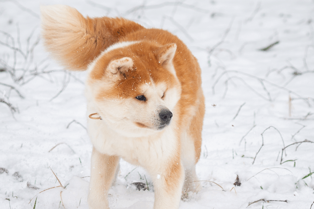 tsuki-neige-jeu