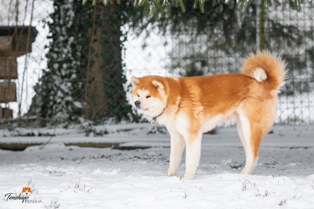 tsuki-neige-predation-proie