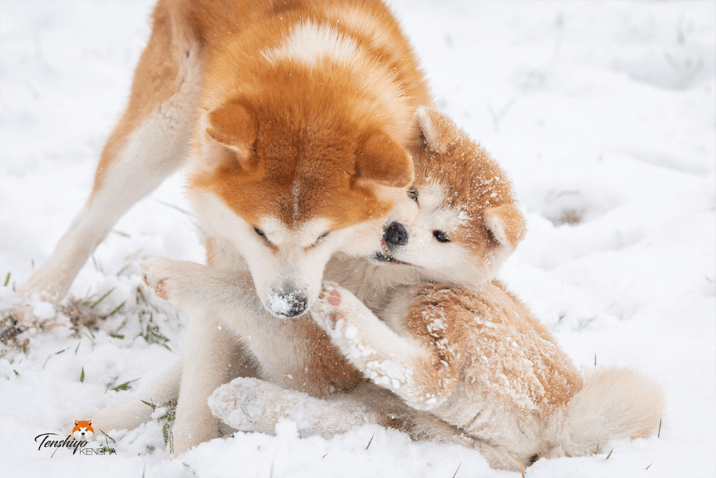 wakumi-jeu-neige