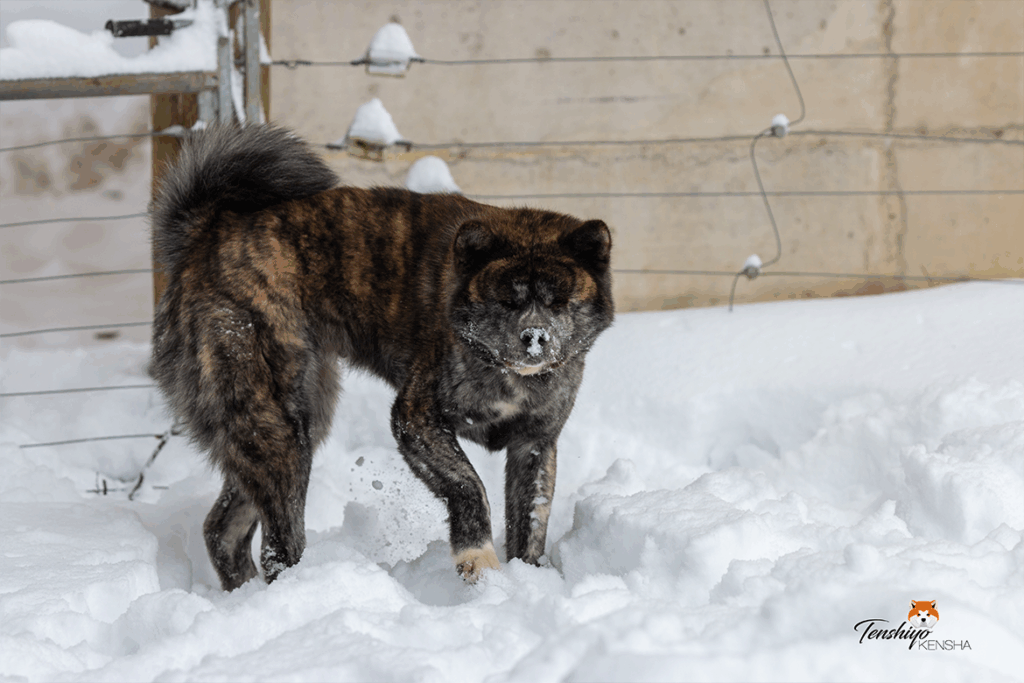 zai-bringee-rousse-intense-neige