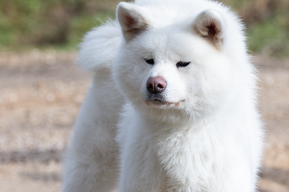 kaisou-akita-blanc