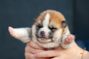chiot-bleu-male-roux-disponible