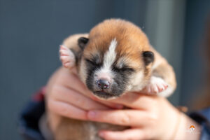 chiot-rose-femelle-9-jours