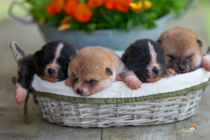 Des chiots disponibles