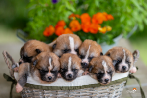 Les chiots disponibles