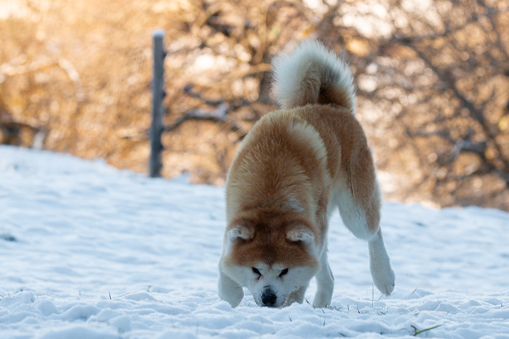 sayan-neige-pistage
