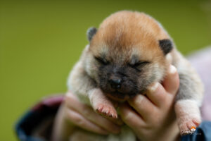 teru-male-roux-9-jours-disponible-chiot